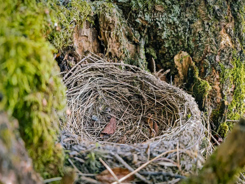 How to Cope With an Empty Nest 6 pexels dabatepatfotos 46446051 7581966